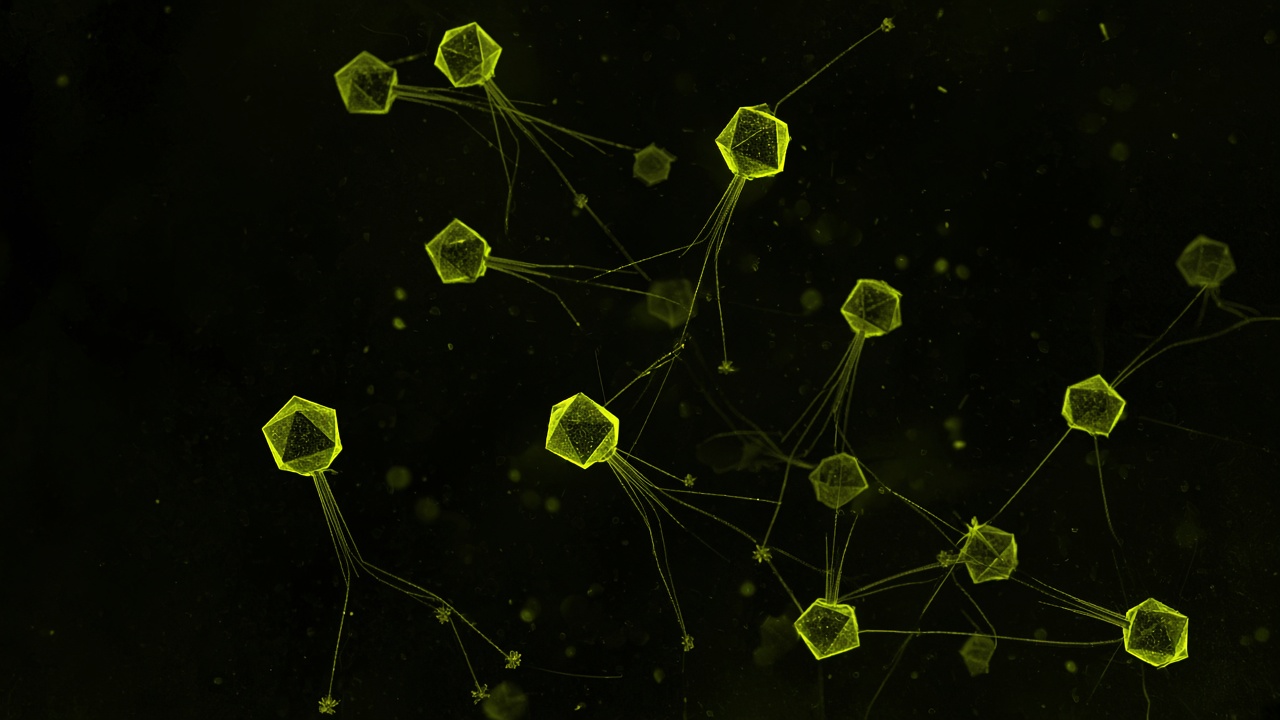 Bacteriophages linked into a network